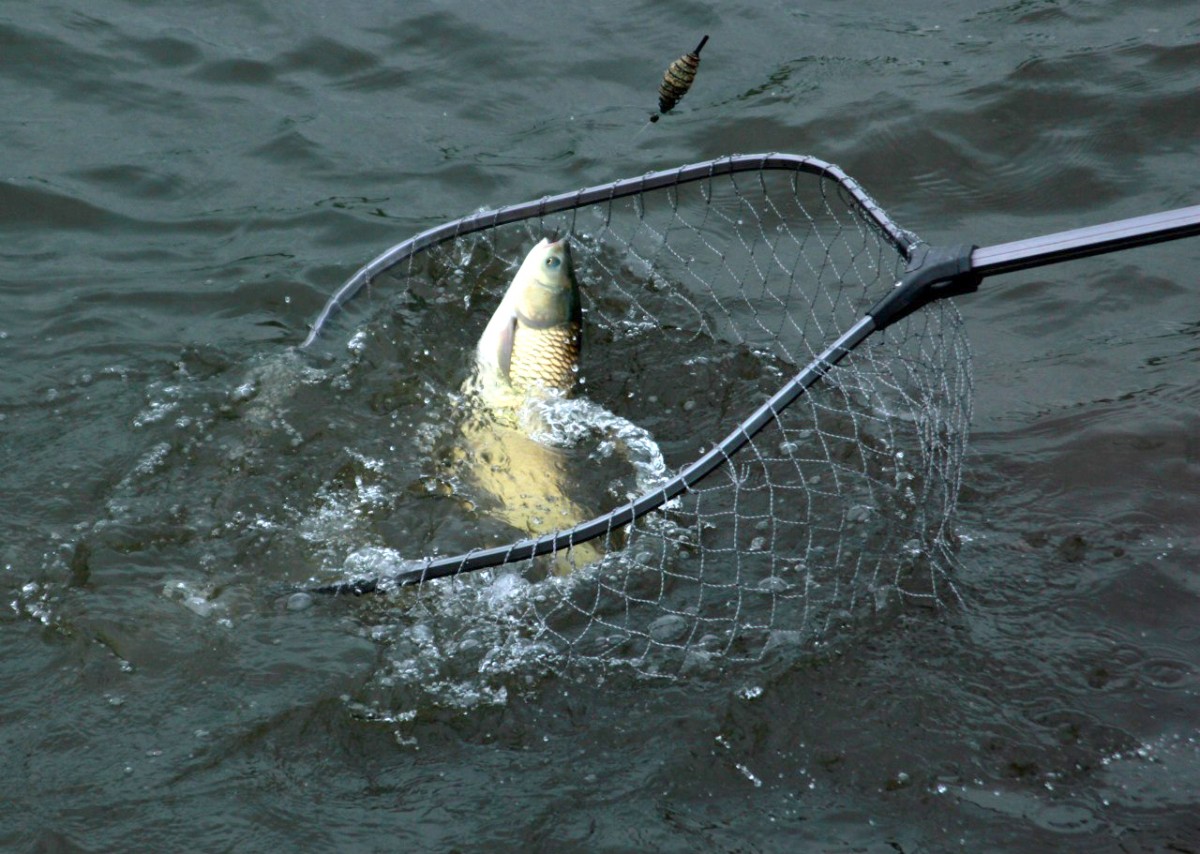 Рыбалка на белого амура видео
